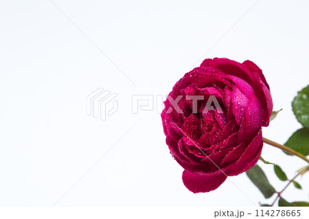 Beautiful red rose with dew drops - on a white 114278665