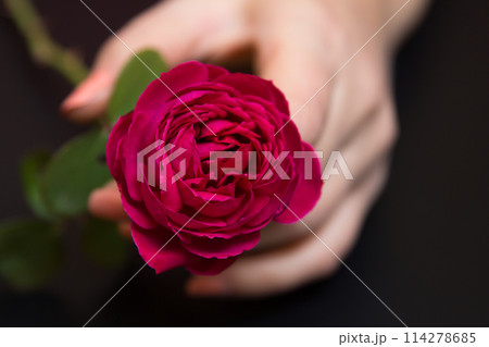 Beautiful red rose in a female hand on a black 114278685