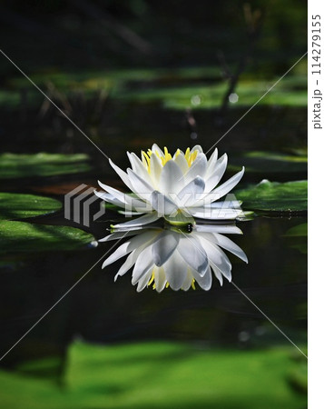 白い睡蓮 114279155