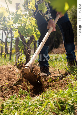 Farmer hoeing in the vineyard at sunset. Agriculture. 114279188