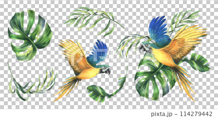 Tropical palm leaves, monstera and flowers of plumeria, hibiscus, bright juicy with blue-yellow macaw parrot. Hand drawn watercolor botanical illustration. Set of elements isolated from background Tropical palm leaves, monstera and flowers of plumeria, hibiscus, bright juicy with blue-yellow macaw parrot. Hand drawn watercolor botanical illustration. Set of elements isolated from background 114279442