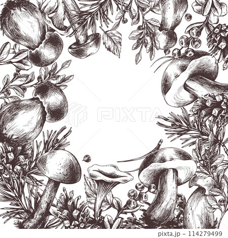 Edible forest mushrooms, boletus, chanterelles, with blueberries and lingonberries, leaves, fir and cones. Graphic illustration, hand drawn with brown ink, line art. Square frame, template for text. 114279499