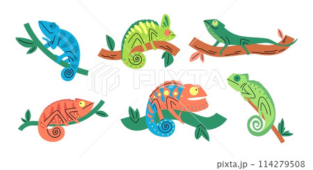 Colorful chameleon collection vector set Colorful chameleon collection vector set 114279508