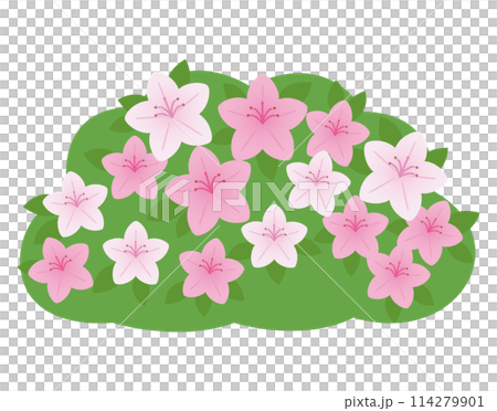 杜鵑花_白色 114279901