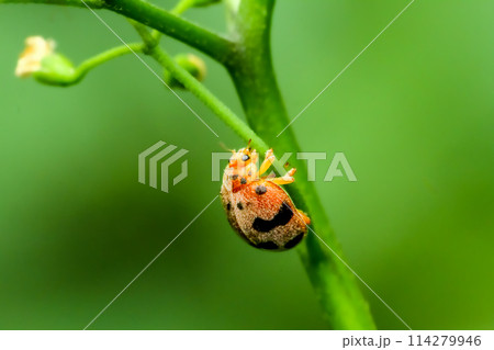 There is an orange and black spotted ladybug on the stem of a green plant. 114279946