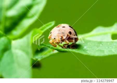 There is an orange and black spotted ladybug on the stem of a green plant. 114279947