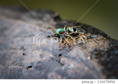 Vibrant blue spider with red and black markings in Wulai, New Taipei City. 114279950