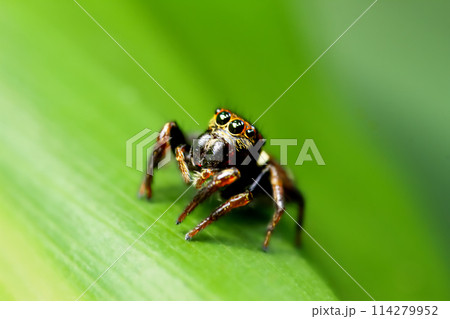 Vibrant Portia Labiata Spider in Natural Habitat. Vibrant Portia Labiata Spider in Natural Habitat. 114279952