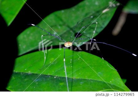A daddy Longlegs spider is perched on a leaf. Wulai, New Taipei City. A daddy Longlegs spider is perched on a leaf. Wulai, New Taipei City. 114279965