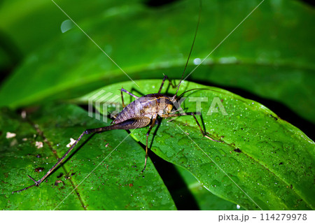 There is a katydid larva on a green leaf at night after a rain. There is a katydid larva on a green leaf at night after a rain. 114279978