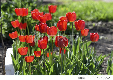 Red tulip flowers on a background of green grass in a spring garden. Red tulip buds on a green background during the day. 114280002