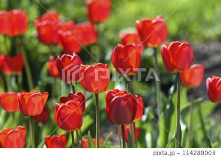 Red tulip flowers on a background of green grass in a spring garden. Red tulip buds on a green background during the day. 114280003