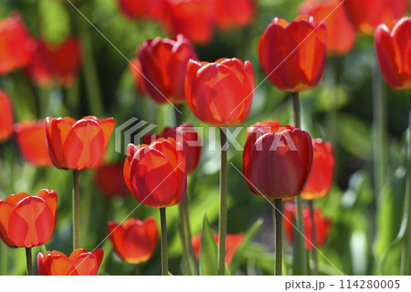 Red tulip flowers on a background of green grass in a spring garden. Red tulip buds on a green background during the day. 114280005