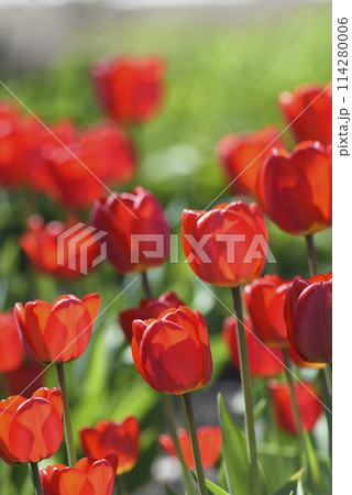 Red tulip flowers on a background of green grass in a spring garden. Red tulip buds on a green background during the day. 114280006