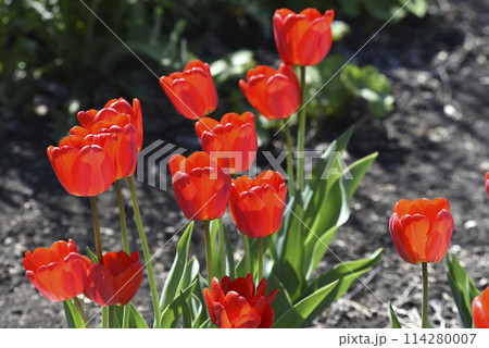 Red tulip flowers on a background of green grass in a spring garden. Red tulip buds on a green background during the day. 114280007