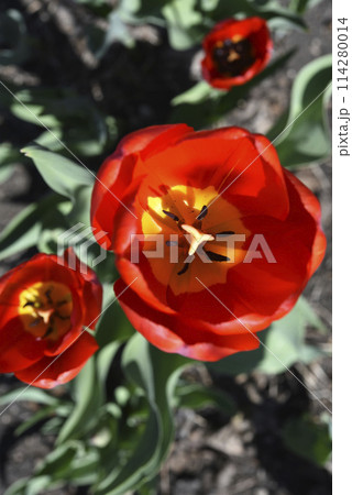 Red tulip flowers on a background of green grass in a spring garden. Red tulip buds on a green background during the day. Red tulip flowers on a background of green grass in a spring garden. Red tulip buds on a green background during the day. 114280014