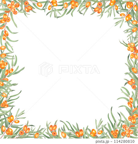 Sea buckthorn branch with orange berries. Branch with Fresh ripe berries and leaves. Hand drawn watercolor illustration isolated on white background. Sea buckthorn branch with orange berries. Branch with Fresh ripe berries and leaves. Hand drawn watercolor illustration isolated on white background. 114280810
