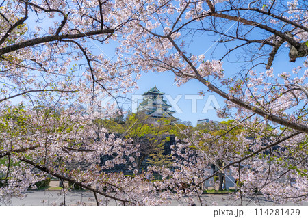 【桜】春の大阪城公園【大阪城天守閣】 114281429