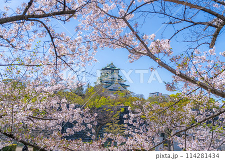 【桜】春の大阪城公園【大阪城天守閣】 114281434