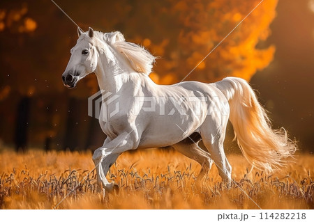 A majestic white horse runs freely through aのイラスト素材