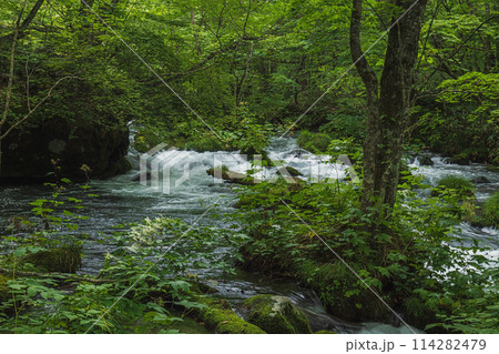 青森 奥入瀬渓流 114282479