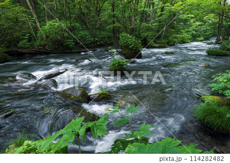 青森 奥入瀬渓流 青森 奥入瀬渓流 114282482