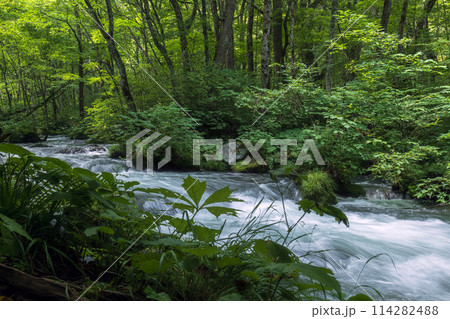 青森 奥入瀬渓流 114282488