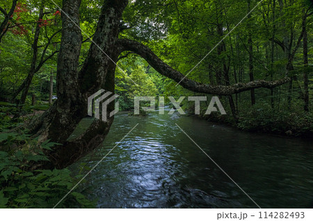 青森 奥入瀬渓流 114282493