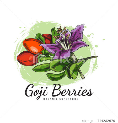 Goji berries with blossoms vector illustration 114282670