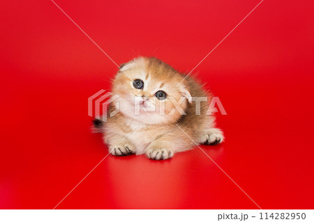 Scottish fold kitten 114282950