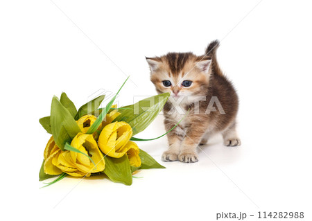 Scottish kitten, striped red color, age 1 month. Scottish kitten, striped red color, age 1 month. 114282988