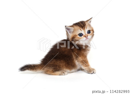 Scottish kitten, striped red color Scottish kitten, striped red color 114282993