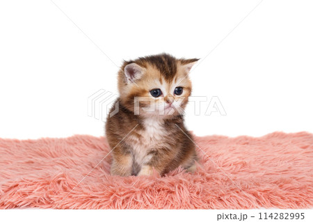Scottish kitten, striped red color Scottish kitten, striped red color 114282995