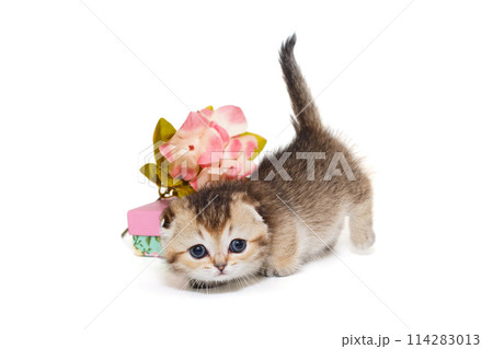 Small scottish fold kitten and a gift box Small scottish fold kitten and a gift box 114283013