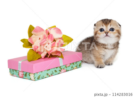 Small scottish fold kitten Small scottish fold kitten 114283016