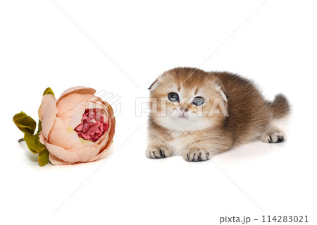 Small, playful Scottish fold kitten and a flower 114283021