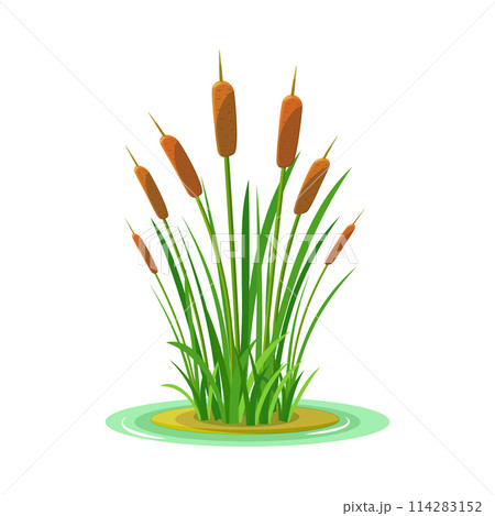 Bush of grass with tall reeds isolated on a white background. Color vector illustration of swamp vegetation element Bush of grass with tall reeds isolated on a white background. Color vector illustration of swamp vegetation element 114283152
