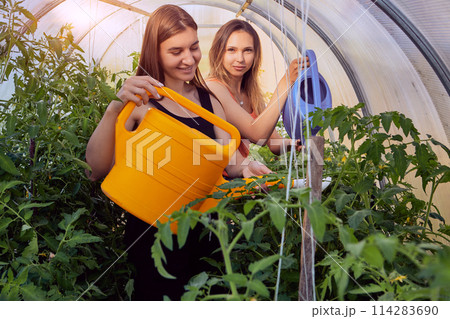 Smiling Caucasian women in their 20s water tomato seedlings in greenhouse Smiling Caucasian women in their 20s water tomato seedlings in greenhouse 114283690