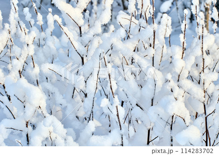 Texture of wet snow on branches of winter bush. Texture of wet snow on branches of winter bush. 114283702