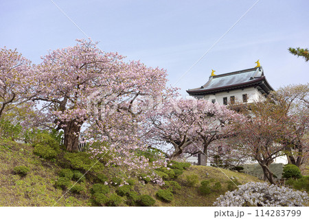 松前城の桜 松前城の桜 114283799