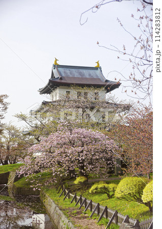 松前城の桜 松前城の桜 114283812