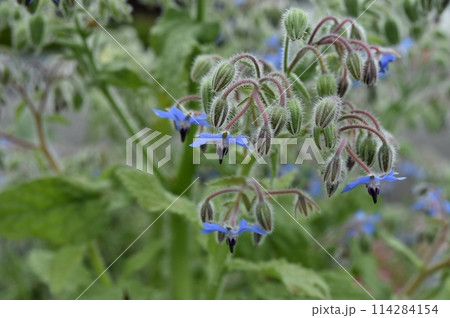 ボリジの花 ボリジの花 114284154