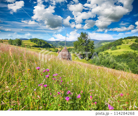 Amazing countryside landscape of romanian village Rogojel with forested hills and haystacks on a grassy rural field in mountains 114284268