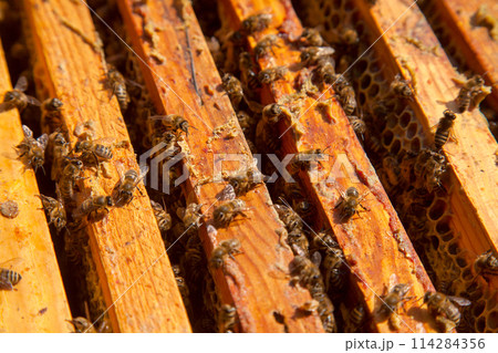 Open hive showing the bees swarming on a honeycomb.. Open hive showing the bees swarming on a honeycomb.. 114284356