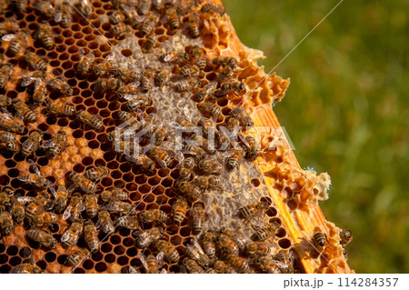 Working bees in a hive on honeycomb. Bees inside hive with sealed and open cells for their young.. 114284357