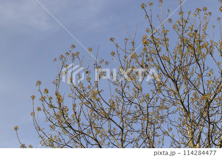 flowering walnut trees in the orchard flowering walnut trees in the orchard 114284477