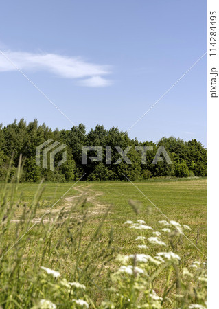 country road in the summer season 114284495