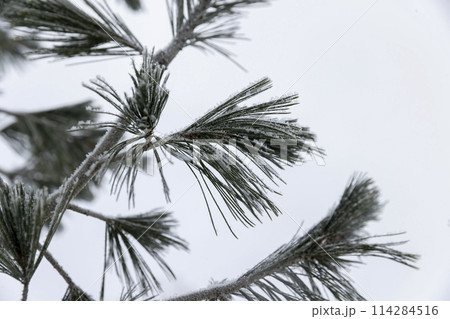pine details in winter snowfalls and frosts pine details in winter snowfalls and frosts 114284516