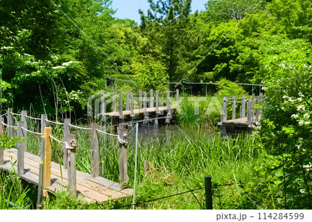 千葉県市川市ジュンサイ池緑地周辺2024年5月 114284599