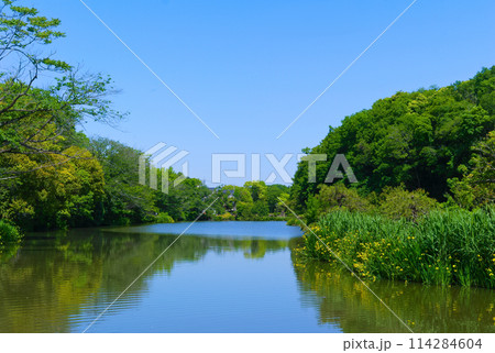 千葉県市川市ジュンサイ池緑地周辺2024年5月 千葉県市川市ジュンサイ池緑地周辺2024年5月 114284604
